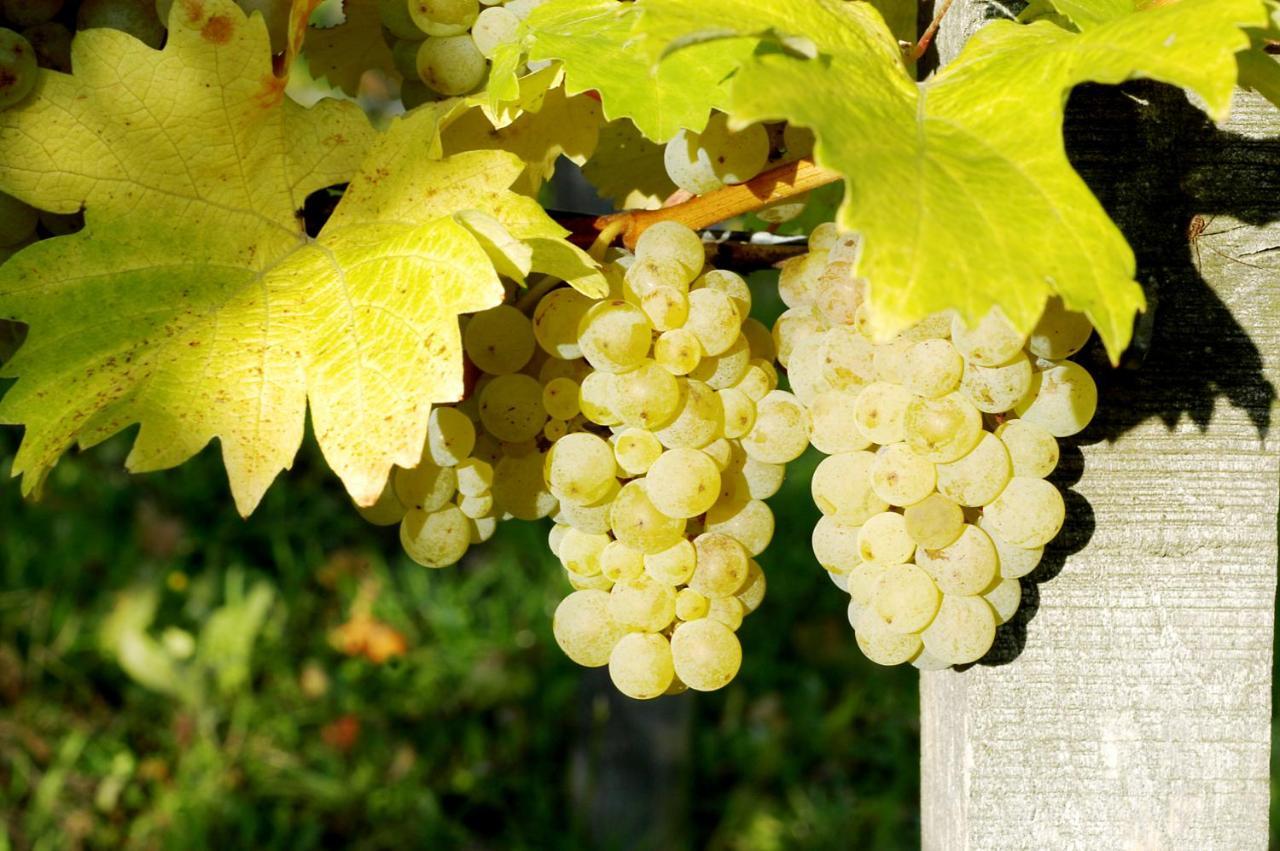 Weinhof Am Nussbaum Otel Willanzheim Dış mekan fotoğraf